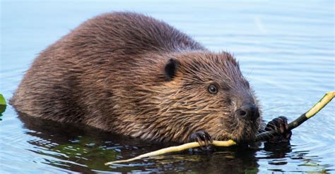 Are beavers nocturnal - 